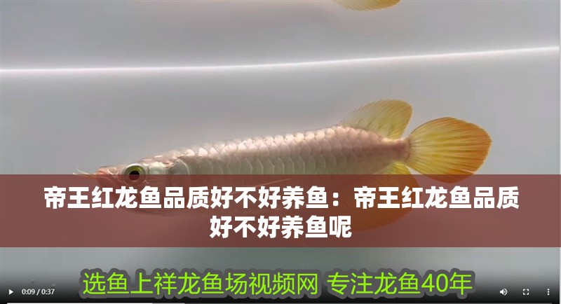 帝王紅龍魚品質(zhì)好不好養(yǎng)魚：帝王紅龍魚品質(zhì)好不好養(yǎng)魚呢