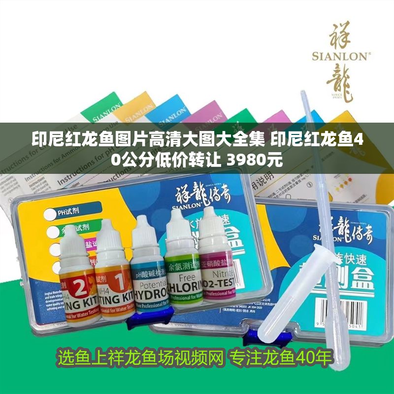 印尼紅龍魚圖片高清大圖大全集 印尼紅龍魚40公分低價轉讓 3980元