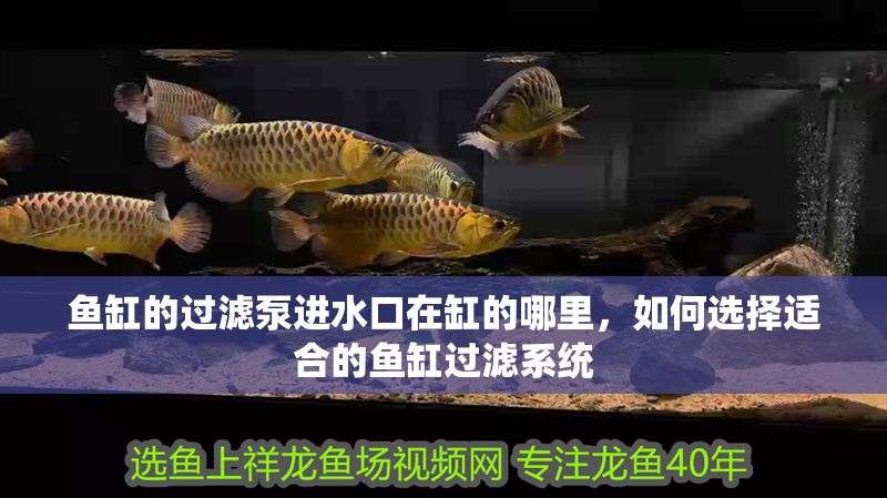 魚缸的過濾泵進水口在缸的哪里，如何選擇適合的魚缸過濾系統 魚缸的過濾泵進水口在缸的哪里，如何選擇適合的魚缸過濾系統 魚缸百科 第2張
