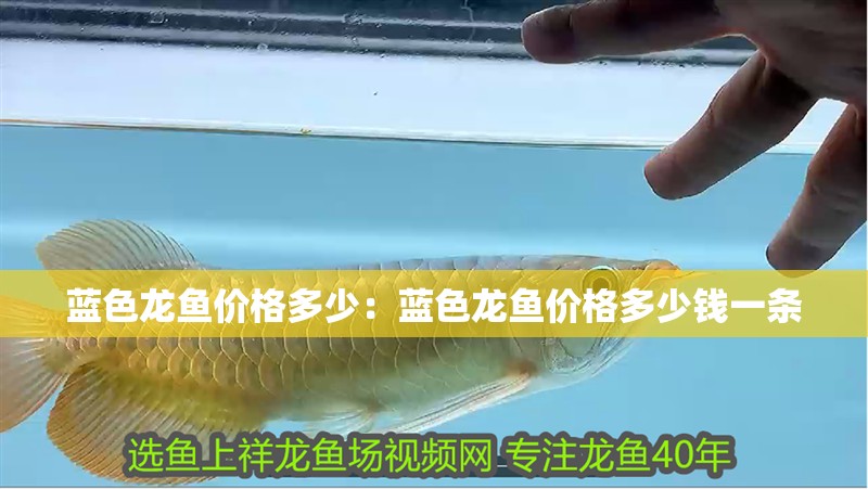 藍色龍魚價格多少:藍色龍魚價格多少錢一條 水族問答 藍色龍魚價格多少:藍色龍魚價格多少錢一條 藍色龍魚價格多少:藍色龍魚價格多少錢一條 水族問答
