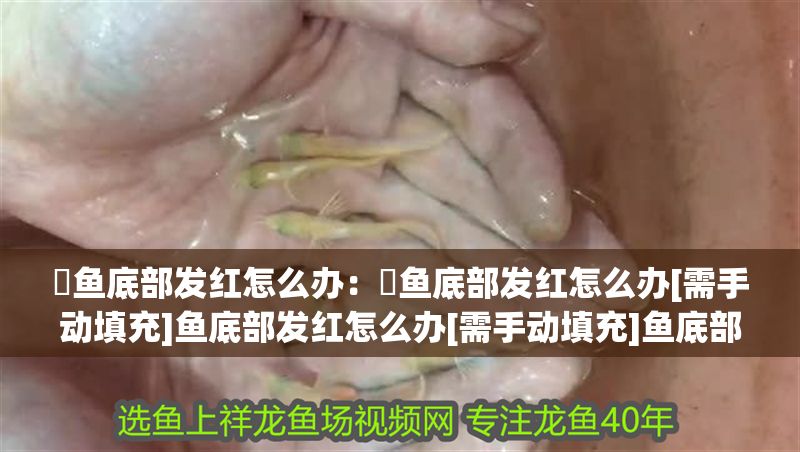 魟魚底部發紅怎么辦：魟魚底部發紅怎么辦[需手動填充]魚底部發紅怎么辦[需手動填充]魚底部發紅怎么辦 魟魚底部發紅怎么辦：魟魚底部發紅怎么辦[需手動填充]魚底部發紅怎么辦[需手動填充]魚底部發紅怎么辦 魟魚百科 第2張