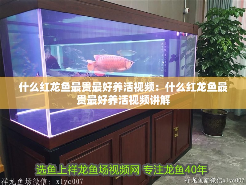 什么紅龍魚最貴最好養活視頻：什么紅龍魚最貴最好養活視頻講解