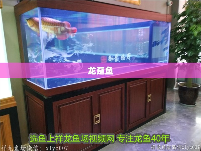 龍躉魚