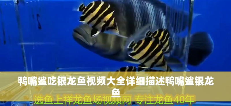 鴨嘴鯊吃銀龍魚視頻大全詳細描述鴨嘴鯊銀龍魚