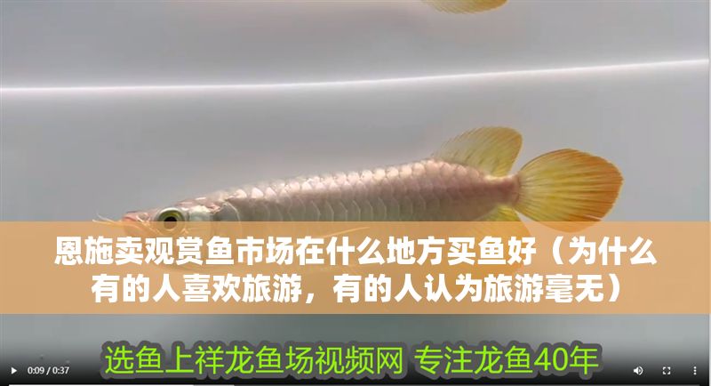 恩施賣觀賞魚市場在什么地方買魚好（為什么有的人喜歡旅游，有的人認為旅游毫無）