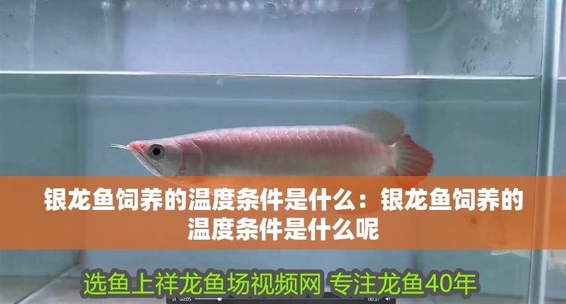 銀龍魚飼養的溫度條件是什么：銀龍魚飼養的溫度條件是什么呢