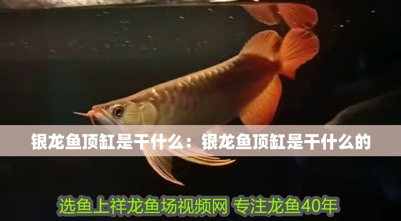 銀龍魚頂缸是干什么：銀龍魚頂缸是干什么的