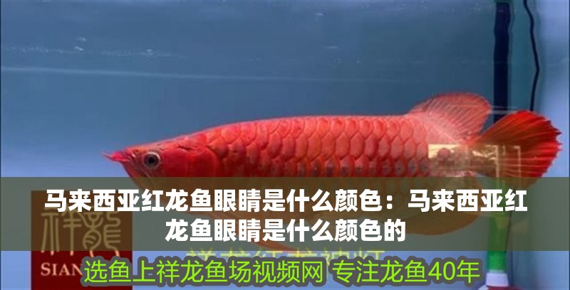 馬來(lái)西亞紅龍魚(yú)眼睛是什么顏色：馬來(lái)西亞紅龍魚(yú)眼睛是什么顏色的