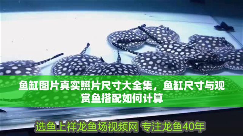 魚缸圖片真實照片尺寸大全集，魚缸尺寸與觀賞魚搭配如何計算