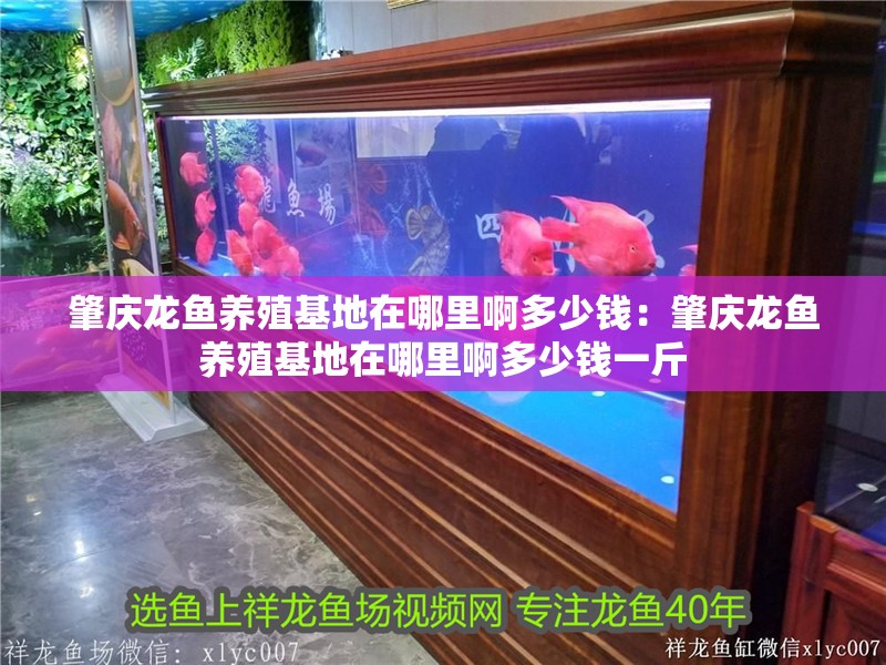 肇慶龍魚養殖基地在哪里啊多少錢：肇慶龍魚養殖基地在哪里啊多少錢一斤