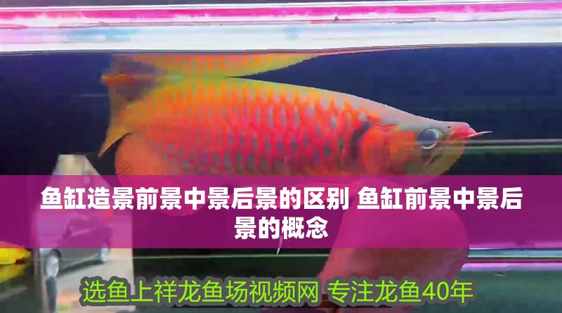 魚(yú)缸造景前景中景后景的區(qū)別 魚(yú)缸前景中景后景的概念 魚(yú)缸百科 第1張 魚(yú)缸造景前景中景后景的區(qū)別 魚(yú)缸前景中景后景的概念 魚(yú)缸造景前景中景后景的區(qū)別 魚(yú)缸前景中景后景的概念 魚(yú)缸百科 第1張