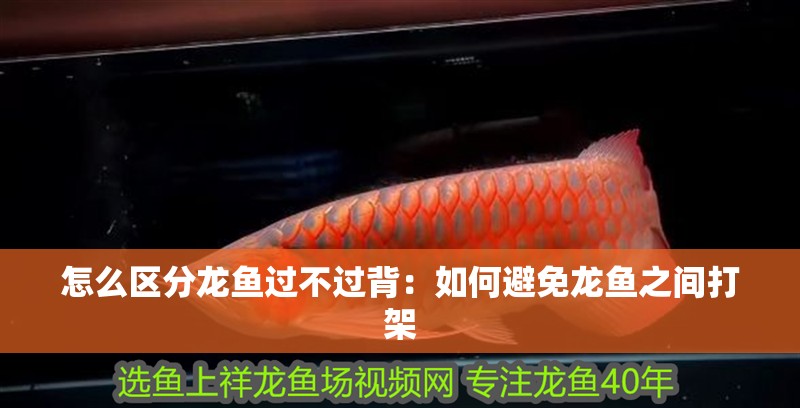 怎么區分龍魚過不過背：如何避免龍魚之間打架