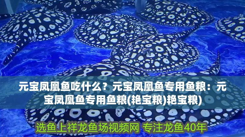 元寶鳳凰魚吃什么？元寶鳳凰魚專用魚糧：元寶鳳凰魚專用魚糧(艷寶糧)艷寶糧)