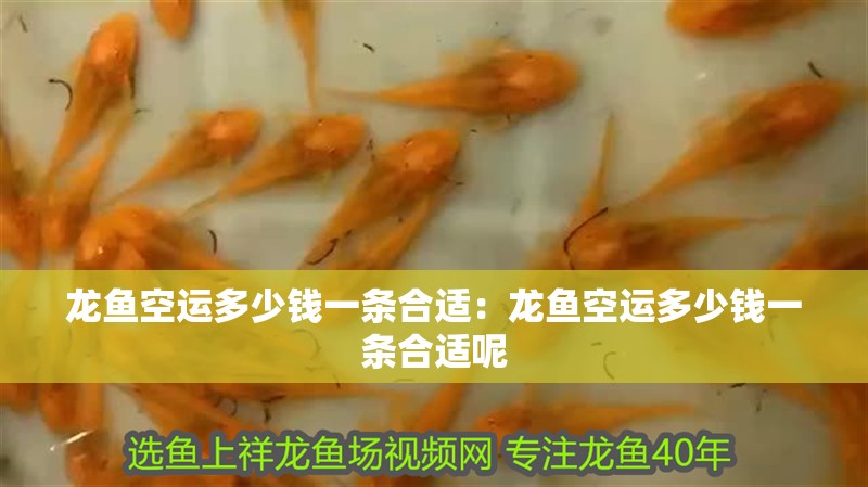 龍魚空運多少錢一條合適：龍魚空運多少錢一條合適呢