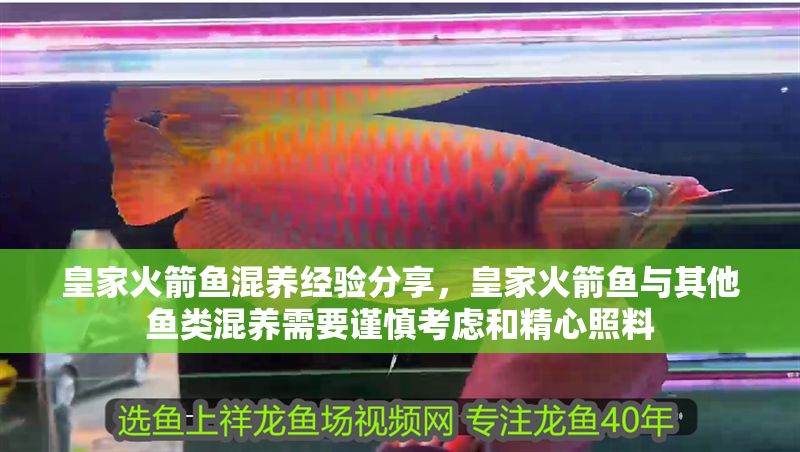 皇家火箭魚混養經驗分享，皇家火箭魚與其他魚類混養需要謹慎考慮和精心照料