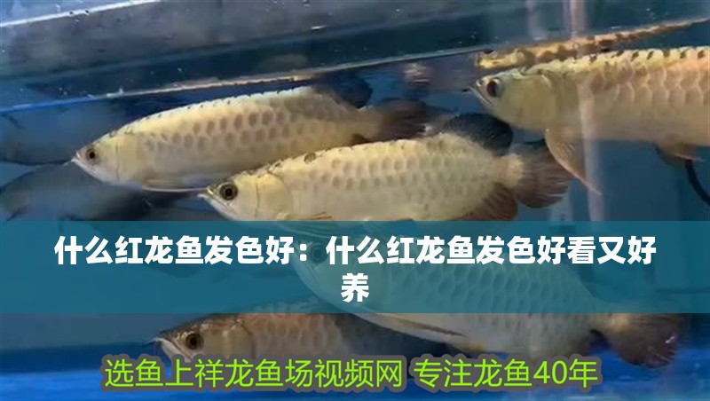 什么紅龍魚發(fā)色好：什么紅龍魚發(fā)色好看又好養(yǎng)