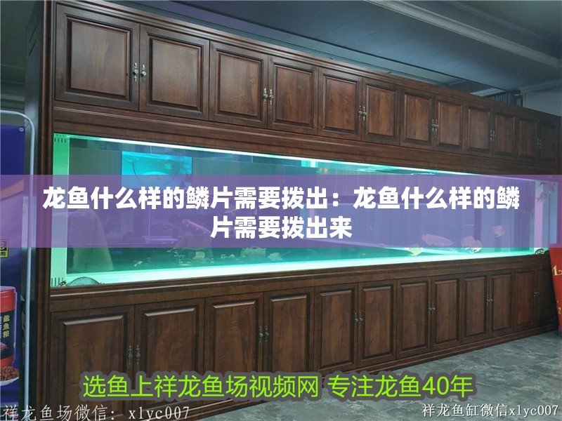 龍魚什么樣的鱗片需要撥出：龍魚什么樣的鱗片需要撥出來
