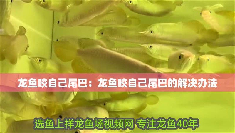 龍魚咬自己尾巴：龍魚咬自己尾巴的解決辦法