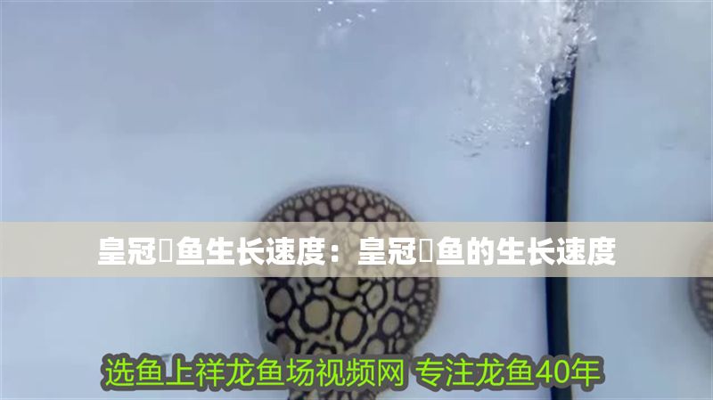 皇冠魟魚生長速度：皇冠魟魚的生長速度