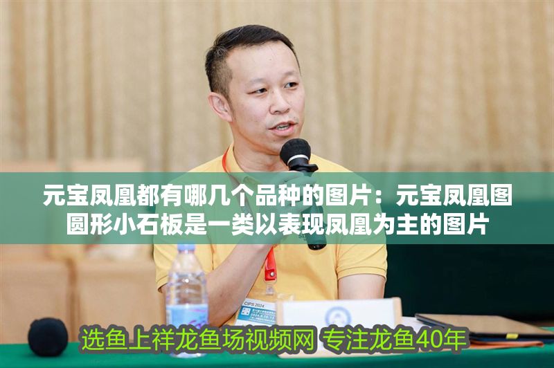 元寶鳳凰都有哪幾個品種的圖片：元寶鳳凰圖圓形小石板是一類以表現鳳凰為主的圖片