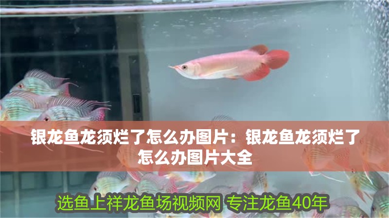 銀龍魚(yú)龍須爛了怎么辦圖片：銀龍魚(yú)龍須爛了怎么辦圖片大全