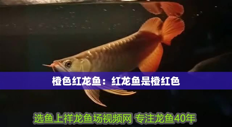 橙色紅龍魚：紅龍魚是橙紅色