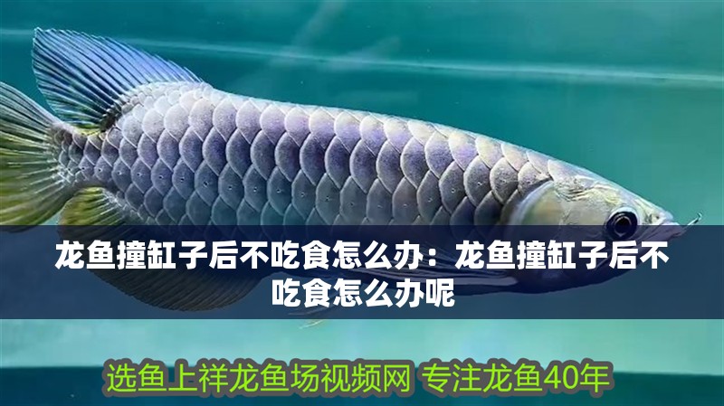龍魚(yú)撞缸子后不吃食怎么辦：龍魚(yú)撞缸子后不吃食怎么辦呢