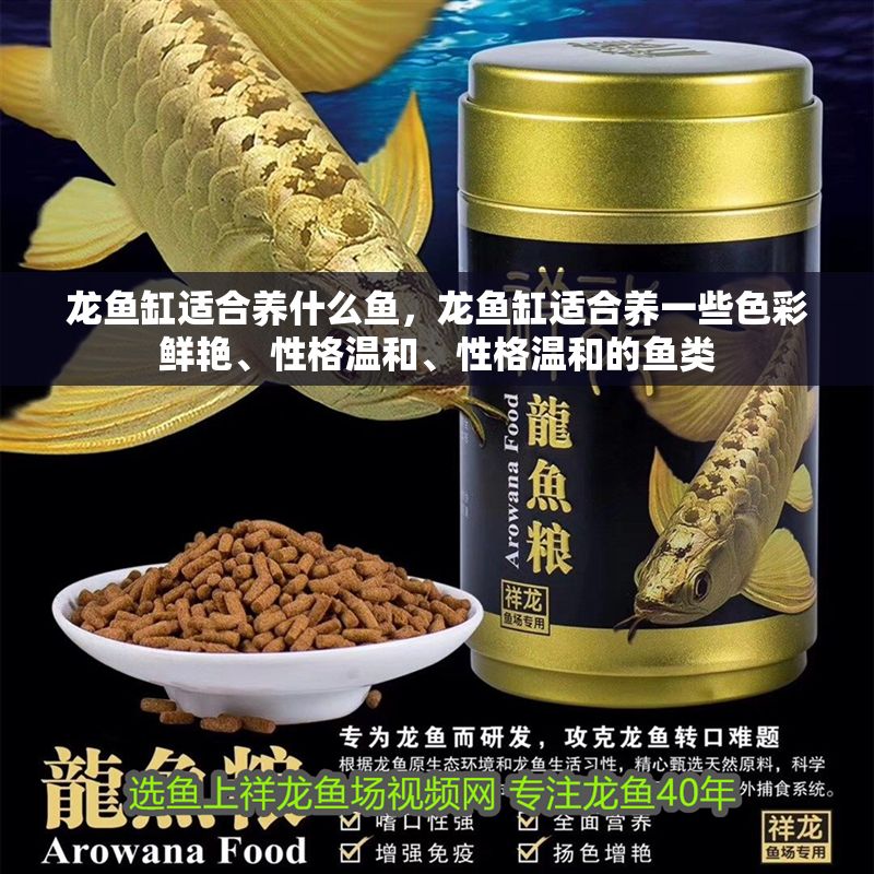 龍魚缸適合養什么魚，龍魚缸適合養一些色彩鮮艷、性格溫和、性格溫和的魚類