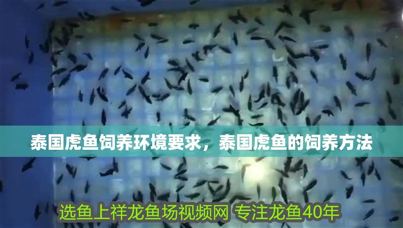 泰國虎魚飼養(yǎng)環(huán)境要求，泰國虎魚的飼養(yǎng)方法