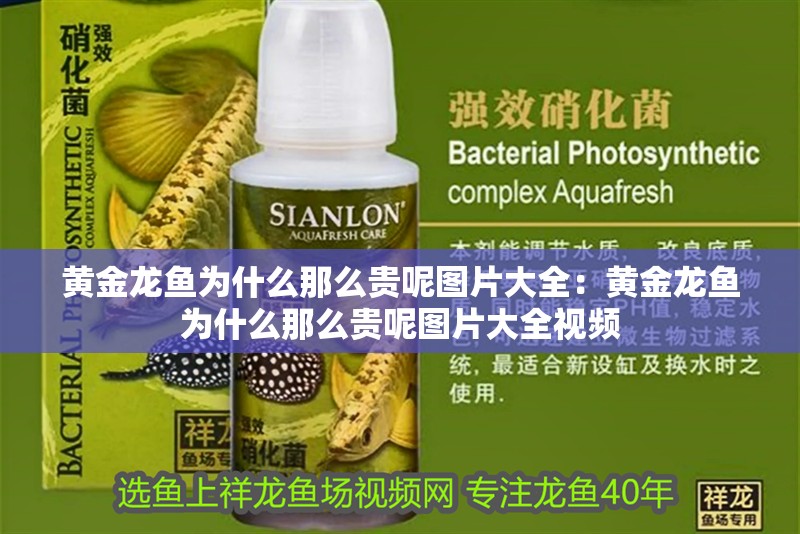 黃金龍魚為什么那么貴呢圖片大全：黃金龍魚為什么那么貴呢圖片大全視頻