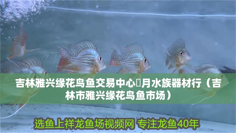 吉林雅興緣花鳥魚交易中心鐘月水族器材行（吉林市雅興緣花鳥魚市場）
