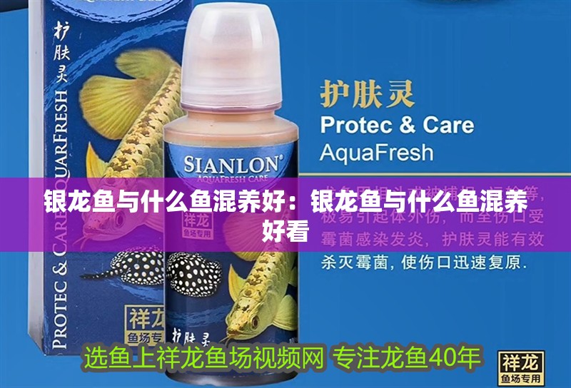 銀龍魚與什么魚混養好：銀龍魚與什么魚混養好看