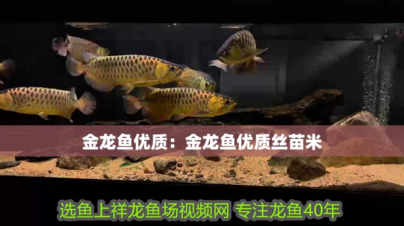 金龍魚優(yōu)質(zhì)：金龍魚優(yōu)質(zhì)絲苗米