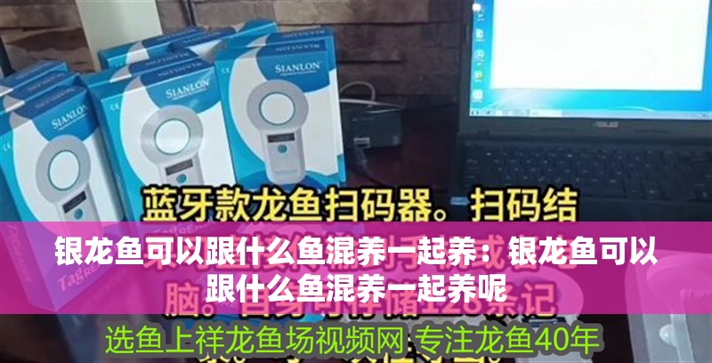 銀龍魚可以跟什么魚混養一起養：銀龍魚可以跟什么魚混養一起養呢