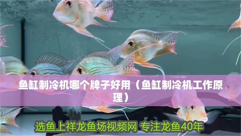 魚缸制冷機哪個牌子好用（魚缸制冷機工作原理）