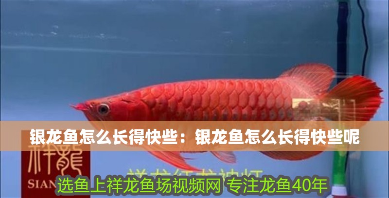銀龍魚怎么長(zhǎng)得快些：銀龍魚怎么長(zhǎng)得快些呢