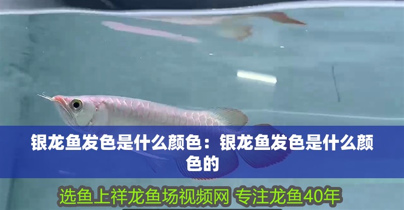 銀龍魚發色是什么顏色：銀龍魚發色是什么顏色的