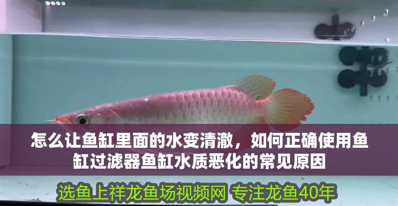 怎么讓魚缸里面的水變清澈，如何正確使用魚缸過濾器魚缸水質(zhì)惡化的常見原因 怎么讓魚缸里面的水變清澈，如何正確使用魚缸過濾器魚缸水質(zhì)惡化的常見原因 魚缸百科 第2張