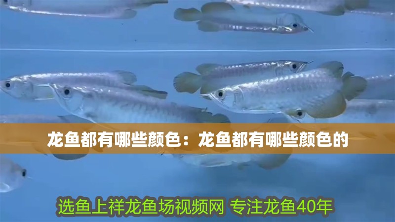 龍魚都有哪些顏色：龍魚都有哪些顏色的