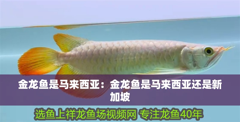 金龍魚是馬來西亞：金龍魚是馬來西亞還是新加坡