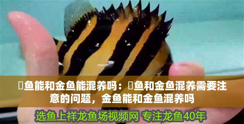 魟魚能和金魚能混養嗎：魟魚和金魚混養需要注意的問題，金魚能和金魚混養嗎
