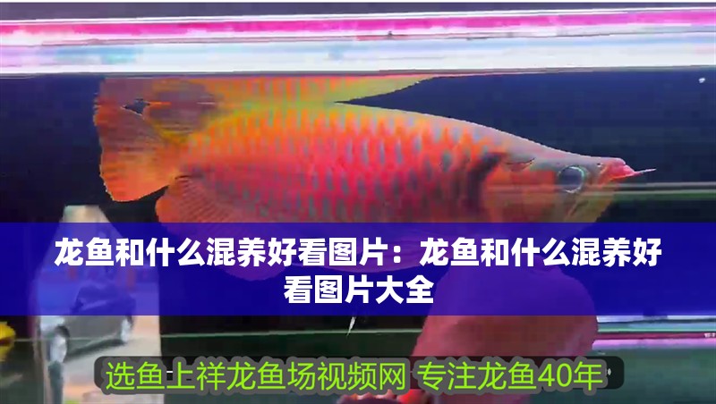 龍魚和什么混養好看圖片：龍魚和什么混養好看圖片大全