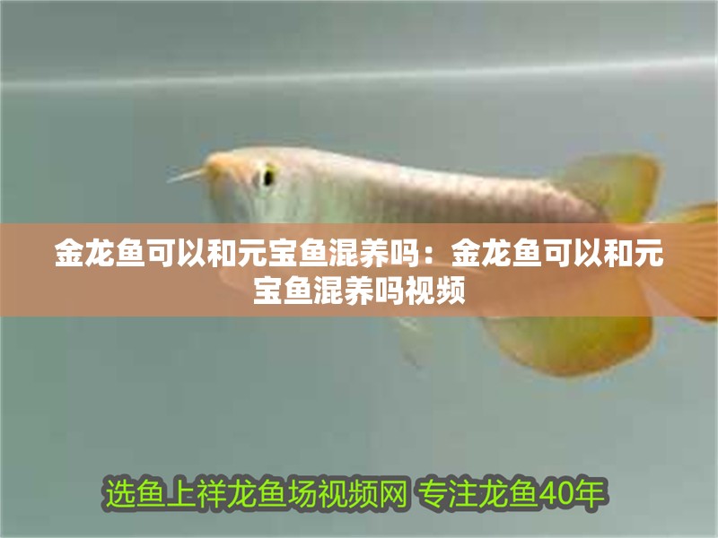 金龍魚(yú)可以和元寶魚(yú)混養(yǎng)嗎：金龍魚(yú)可以和元寶魚(yú)混養(yǎng)嗎視頻