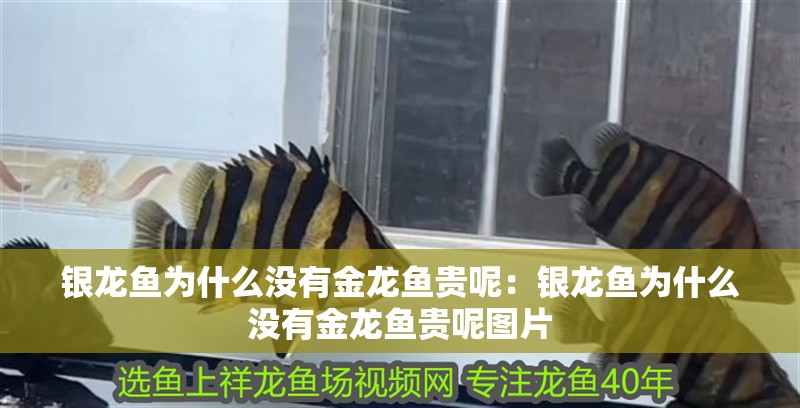 銀龍魚為什么沒有金龍魚貴呢：銀龍魚為什么沒有金龍魚貴呢圖片
