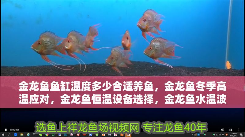 金龍魚魚缸溫度多少合適養魚，金龍魚冬季高溫應對，金龍魚恒溫設備選擇，金龍魚水溫波動影響