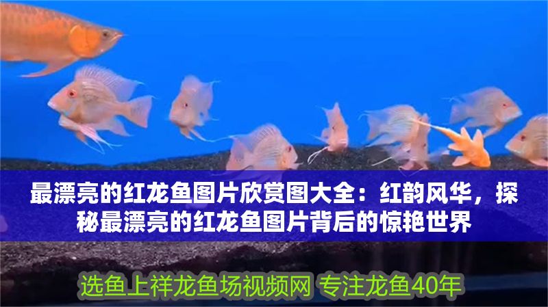 最漂亮的紅龍魚圖片欣賞圖大全：紅韻風華，探秘最漂亮的紅龍魚圖片背后的驚艷世界