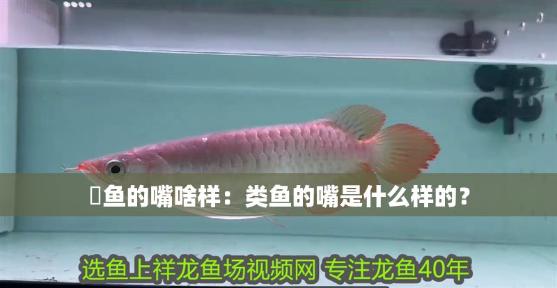 魟魚的嘴啥樣：類魚的嘴是什么樣的？