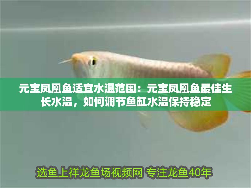 元寶鳳凰魚適宜水溫范圍:元寶鳳凰魚最佳生長(zhǎng)水溫,如何調(diào)節(jié)魚缸水溫保持穩(wěn)定 元寶鳳凰魚百科 第2張 元寶鳳凰魚適宜水溫范圍:元寶鳳凰魚最佳生長(zhǎng)水溫,如何調(diào)節(jié)魚缸水溫保持穩(wěn)定 元寶鳳凰魚適宜水溫范圍:元寶鳳凰魚最佳生長(zhǎng)水溫,如何調(diào)節(jié)魚缸水溫保持穩(wěn)定 元寶鳳凰魚百科 第2張
