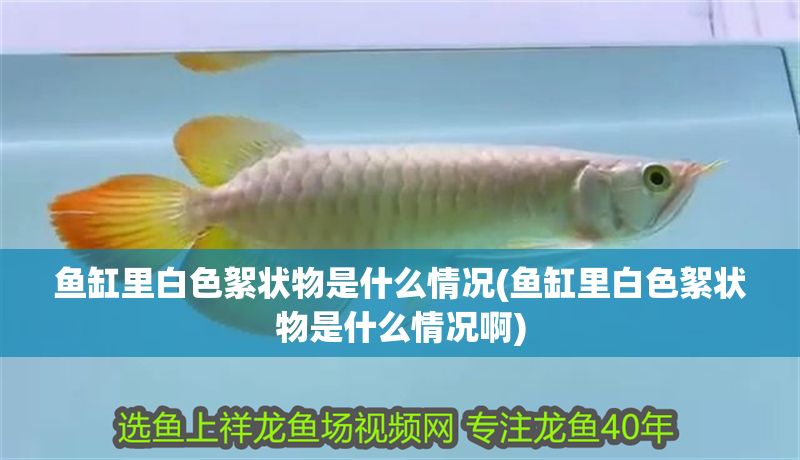 魚缸里白色絮狀物是什么情況(魚缸里白色絮狀物是什么情況啊) 魚缸里白色絮狀物是什么情況(魚缸里白色絮狀物是什么情況啊) 元寶鳳凰魚百科 第1張
