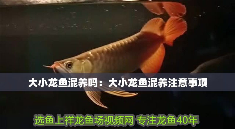 大小龍魚混養(yǎng)嗎：大小龍魚混養(yǎng)注意事項
